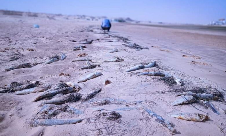 وزارة الصيد تعلن نفوق كميات كبيرة من الأسماك في شواطئ (...)