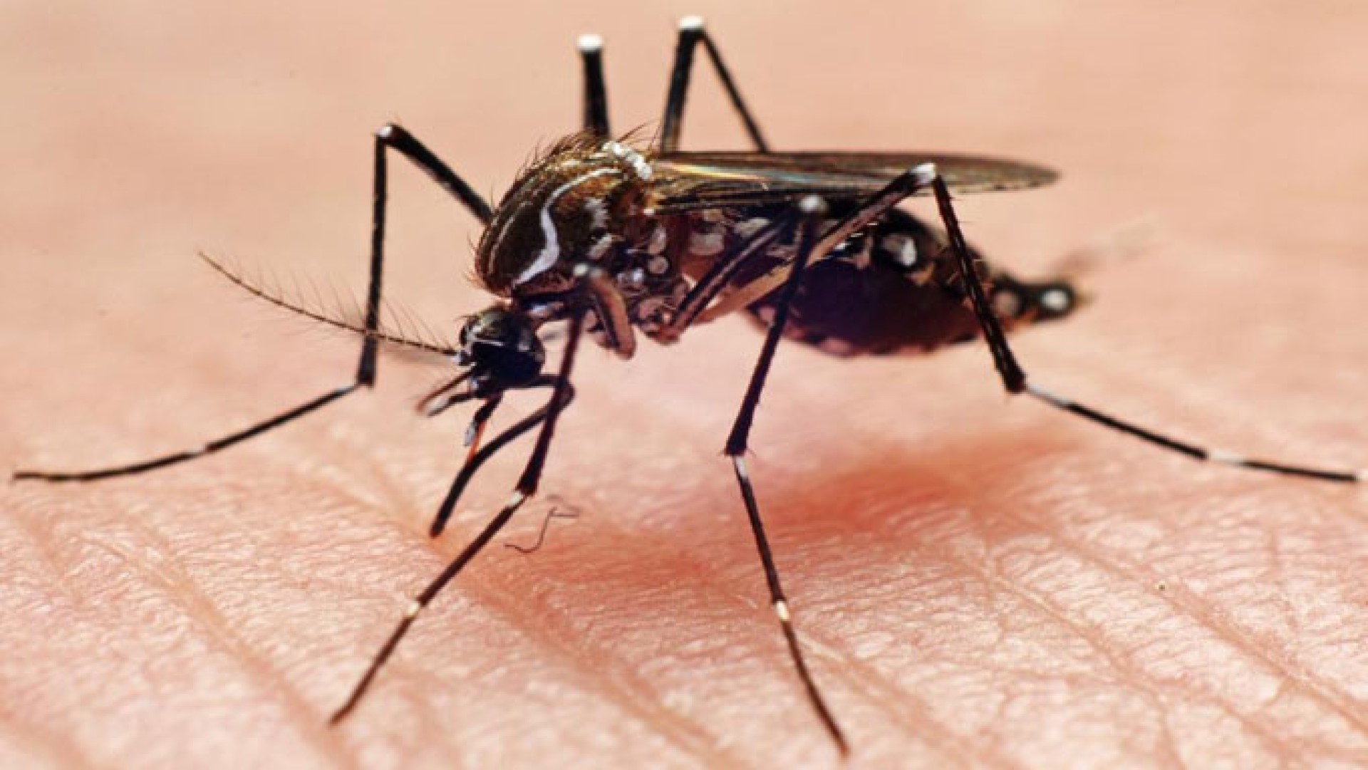 ناقوس الخطر يدق.. حشرة قد تنشر مرضاً يهدد العالم!