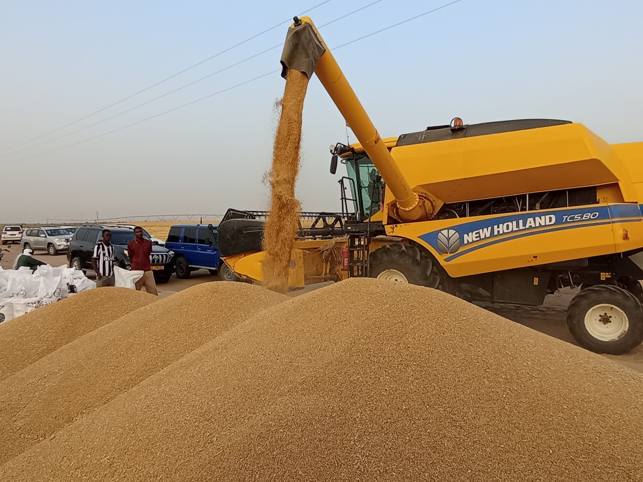 معلومات حول حصاد مزارع القمح لأول مرة في موريتانيا