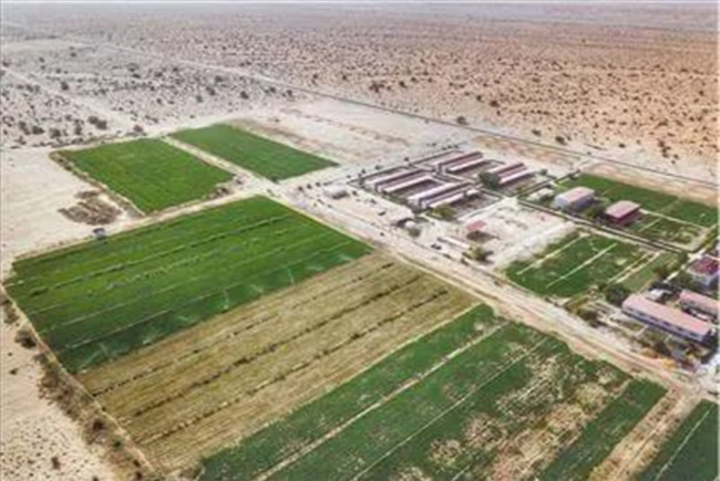 الصين: واحة الأمل في الصحراء الكبرى يساعد شعب موريتانيا على (...)