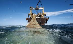 خبراء دوليون في مجال البيئة البحرية: هناك مخاطر مدمرة (…)