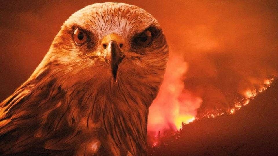 طائر شرير حذر منه الرسول هو أكبر مسبب لحرائق أستراليا(صورة)
