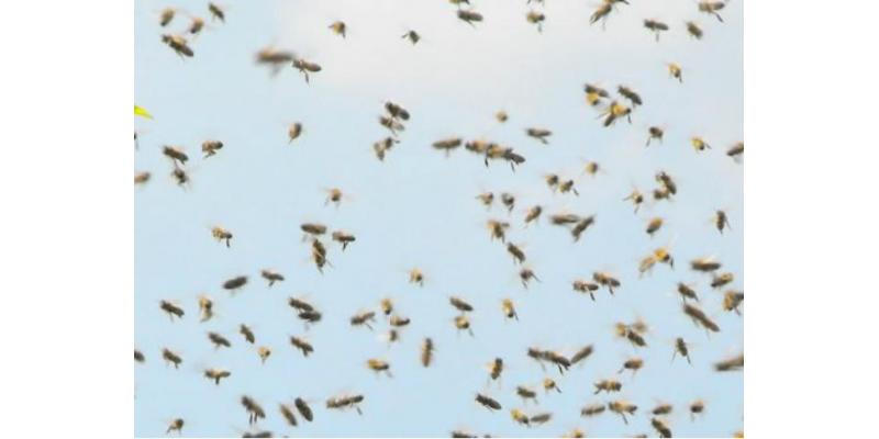 أسراب من النحل تهاجم شمال مدينة روصو وتخلف 5 إصابات(التفاصيل