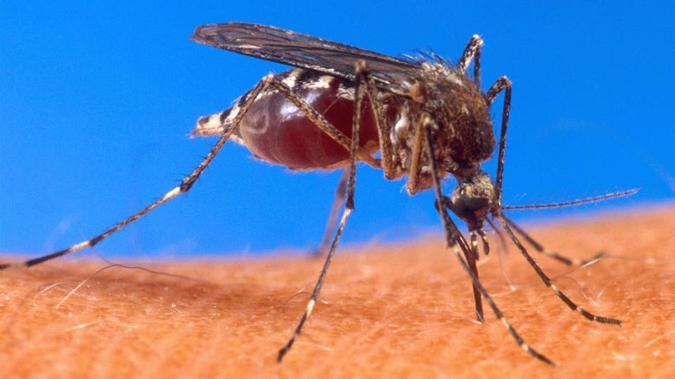 دراسة: كورونا والحيوانات مجدداً.. هل ينقل البعوض الوباء؟