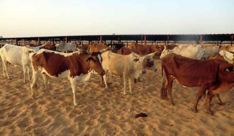 كارثة: مرض قاتل يصيب البقر في الشرق الموريتاني والسلطات (…)