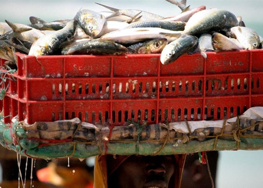 رحلة البحث عن السمك الموريتاني: أين الشاي السيلاني؟