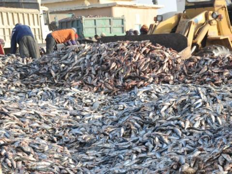 تقرير يكشف: استنزاف مخزون السمك يهدد الأمن الغذائي في (...)