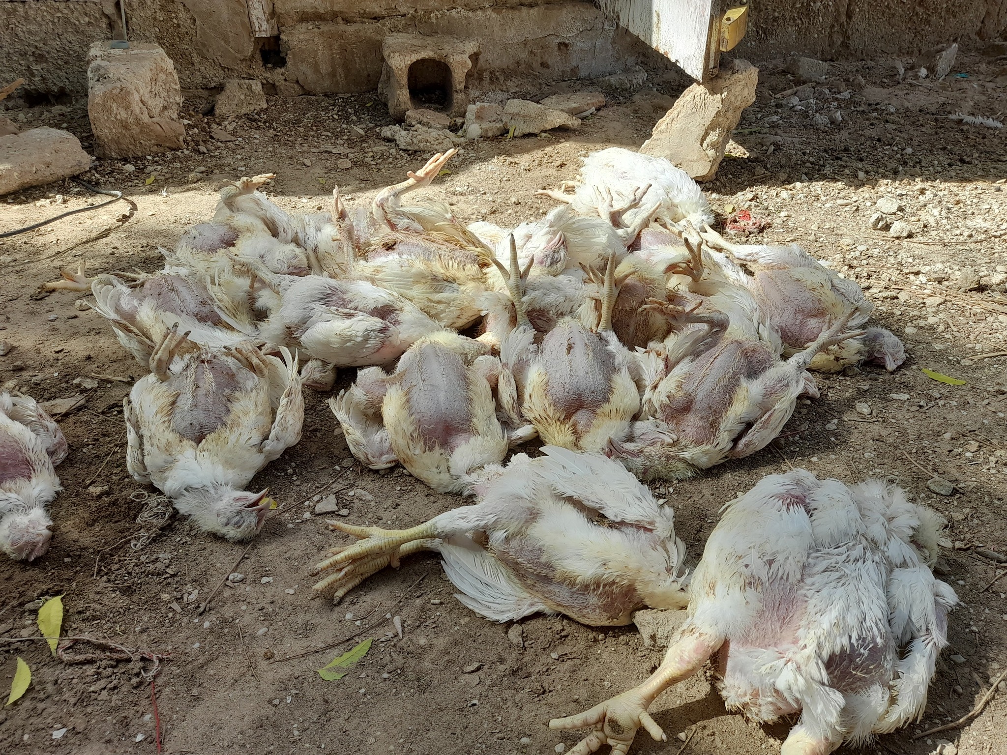 وزارة التنمية الحيوانية: سبب نفوق الدواجن في مزرعتي (…)