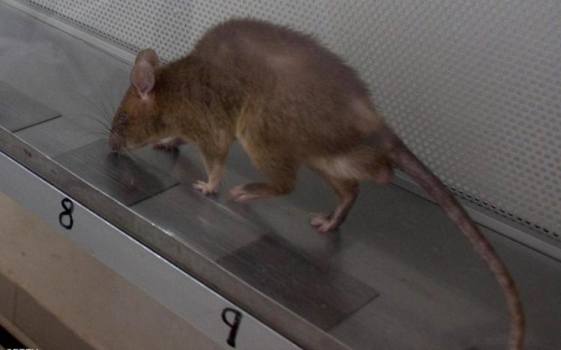 أكبر وأندر فأر بالعالم.. قصة أسطورة أثبت العلماء حقيقتها