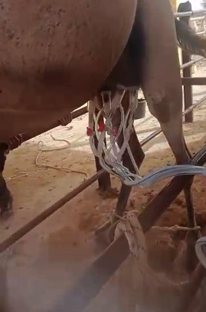موريتانيا تجرب لأول مرة الحلابة الميكانيكية للإبل(صور)