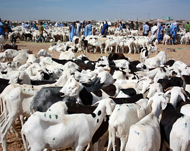 تقرير دولي: موريتانيا تحتل المرتبة 6 من بين الدول (…)