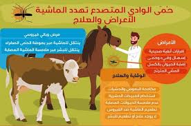 معلومات عن حمى الوادي المتصدع