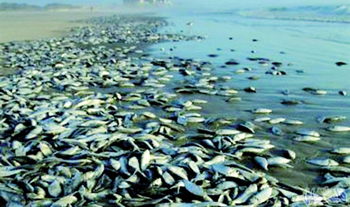 جريمة انقراض السمك بسبب التجار…