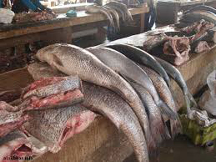 شركة هولندية جديدة لمعالجة السمك في نواذيبو