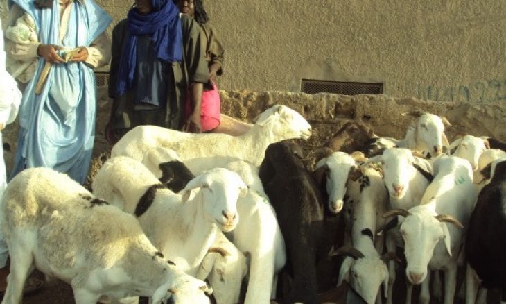 السنغاليون يستوردون مليون خروف من موريتانيا هذا العام