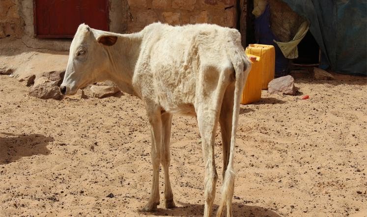 المواطنون الموريتانيون يتفرجون على دول ترحل رعاياها.. (…)
