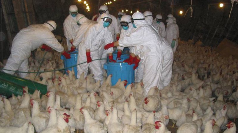 ماذا فعلت موريتانيا لتفادي عدوى انفلونزا الطيور بالسينغال؟