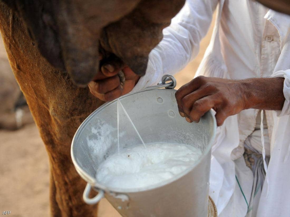 دراسة: حليب الإبل يكافح مرض السكري