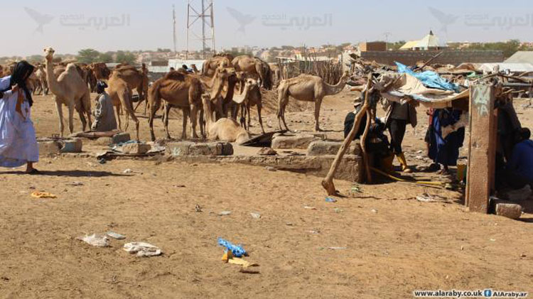 مربط موريتانيا... وجهة للشباب المعطّلين عن العمل